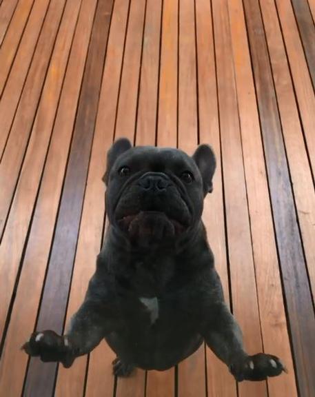 Buldogue de Reynaldo Gianecchini