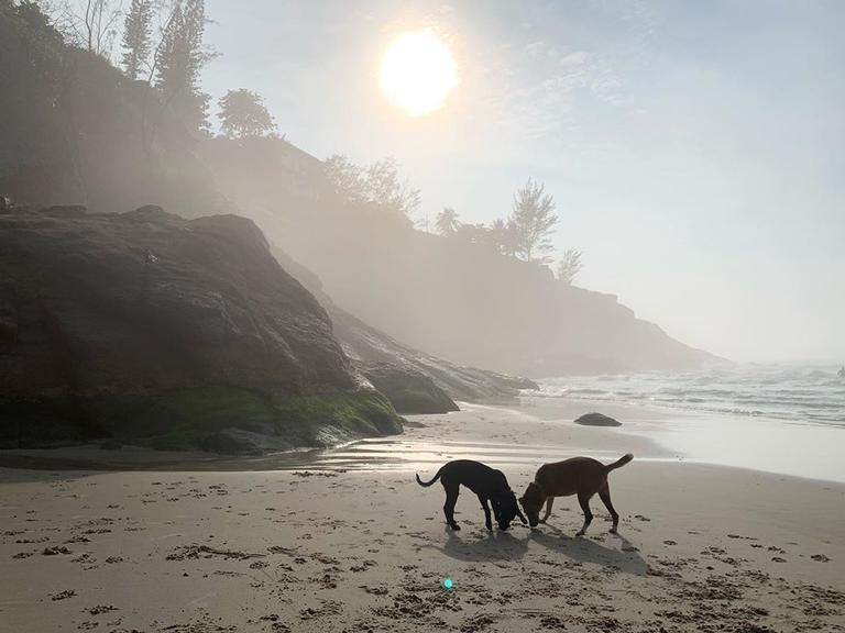 Rafa Vitti com os cachorros na praia