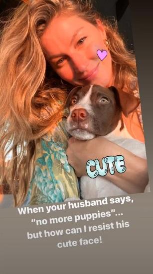 Gisele Bündchen contraria o marido e adota mais um cachorro