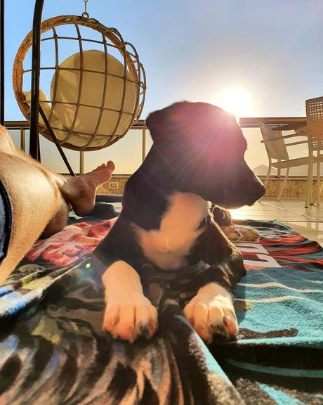 Klebber Toledo toma sol com cachorrinha