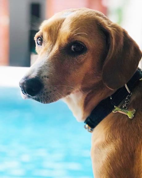 Paolla Oliveira diverte fãs com foto do cachorro