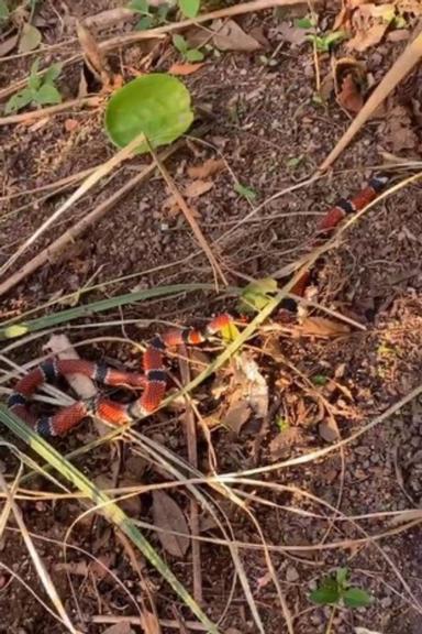 Di Ferrero encontra ninho de cobra coral em casa