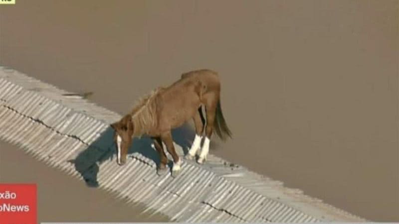 Cavalo Caramelo antes do resgate no Rio Grande do Sul - Foto: Reprodução / GloboNews