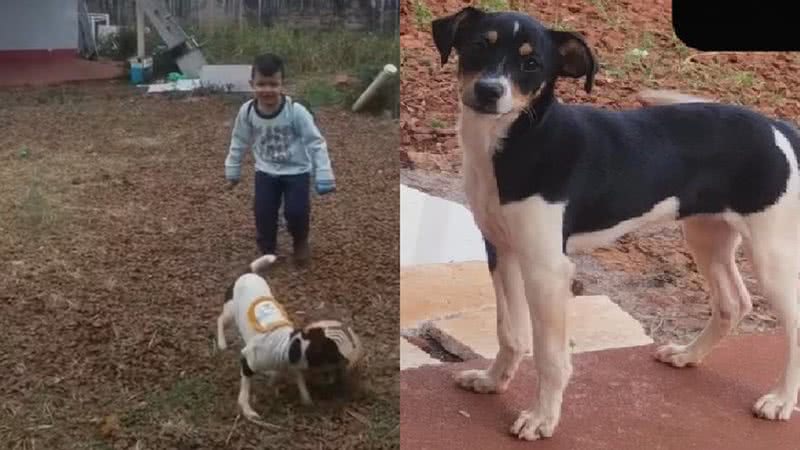 Luna viajava com a família no avião que caiu em Vinhedo - Foto: Reprodução/Youtube e Associação Cidadã de Proteção aos Animais - Cascavel