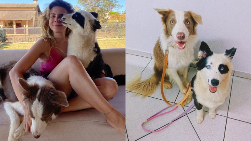 Julia Foti com os seus cãezinhos Chico e Charlotte - Fotos: Arquivo Pessoal