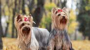 Algumas doenças costumam atingir apenas cachorras (Imagem: Shutterstock)