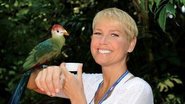 Alimenta o turaco da crista vermelha, no Discovery Cove. - BLAD MENEGHEL