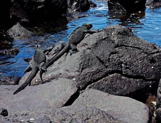 Galápagos: Fauna rica e beleza natural no Equador - MATHEUS ESPER