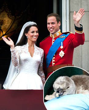 William e Catherine; no detalhe, o pequeno pinguim adotado pelo casal - Reprodução/US Weekly