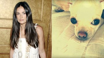 Demi Moore e um de seus novos cachorrinhos - Getty Images; Reprodução / Twitter