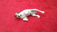 Uggie, de 'The Artist' - Reprodução/ Twitter