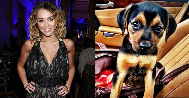 Miley Cyrus batizou o cãozinho achado por ela em uma caixa de Happy - Getty Images; Reprodução/Twitter