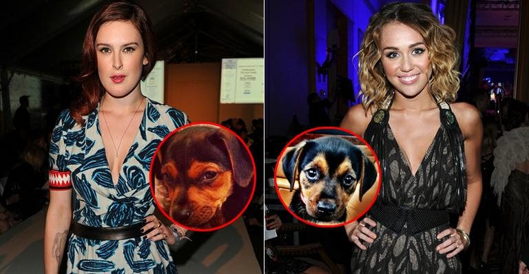 Rumer Willis e Miley Cyrus com seus novos cães - Getty Images; Reprodução/Twitter