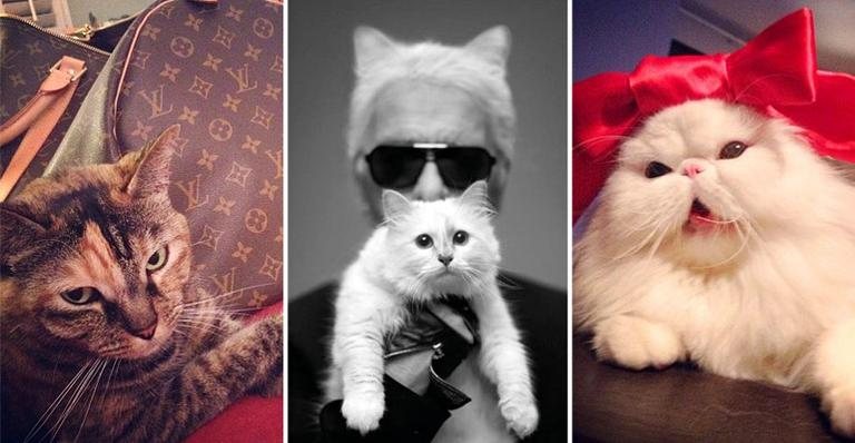 Rich Cats of Instagram: fofinhos e chiquérrimos - Foto-montagem