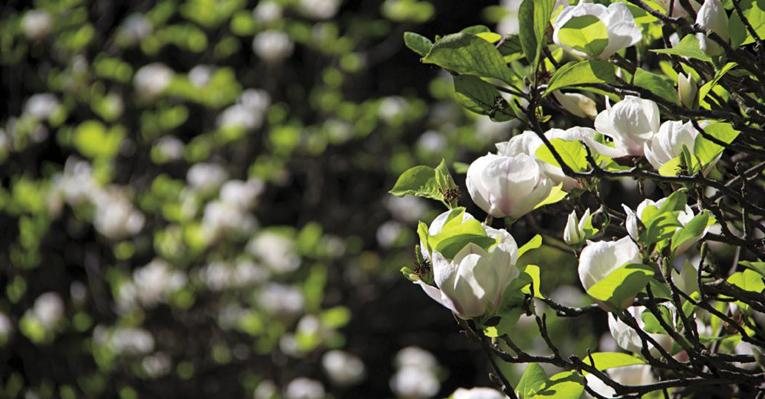 Vinhos e jardins estimulam os cinco sentidos e devem ser apreciados com calma - Renato Elkis