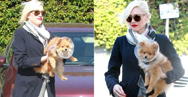 Gwen Stefani se seu pequeno Lulu da Pomerânia - Splash News splashnews.com