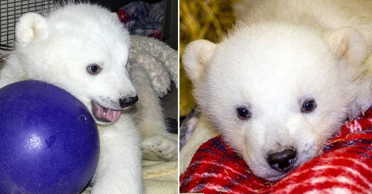 Kali, o filhote de urso polar que ficou órfão, está 'hospedado' no Zoológico do Alasca - Foto-Montagem