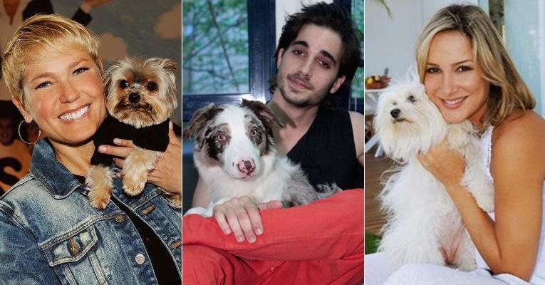 Descubra com os cachorros dos famosos a raça ideal para dar de presente no Dia dos Namorados! - Fotomontagem