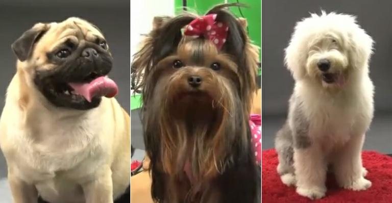 Cães modelos? Saiba como seu pet pode virar estrela - TV CARAS