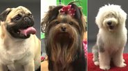 Cães modelos? Saiba como seu pet pode virar estrela - TV CARAS