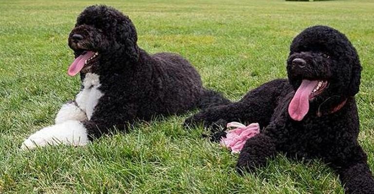 Sunny e Bo, os cachorros da família Obama - Divulgação/Casa Branca