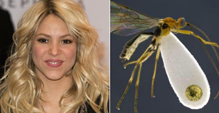 Shakira - Getty Images e Reprodução