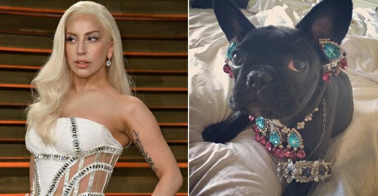 Lady Gaga enche seu cachorro de joias e brinca ao mostrar fotos no Instagram - Foto-montagem