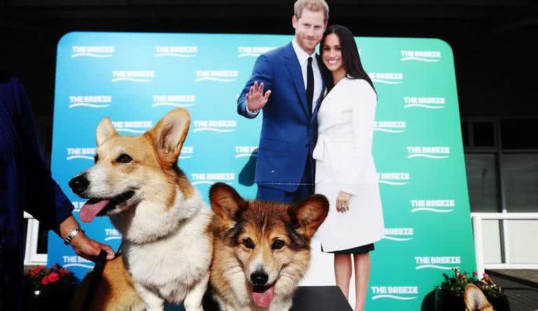 Harry e Meghan com corgis - getty