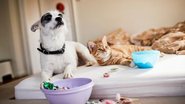 Alerta para donos de cães e gatos! - Getty Images