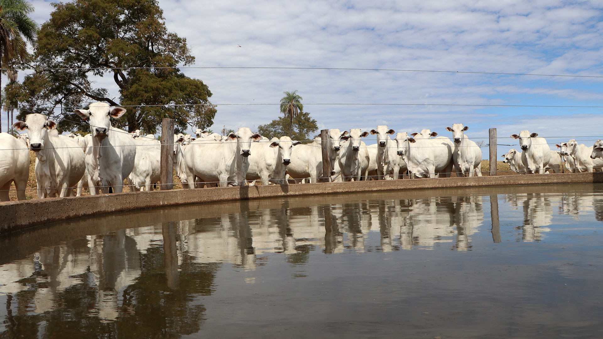 A Agropecuária Sucuri, no Vale do Araguaia (MT), trabalha com pecuária de ciclo completo e com o melhoramento genético da raça nelore