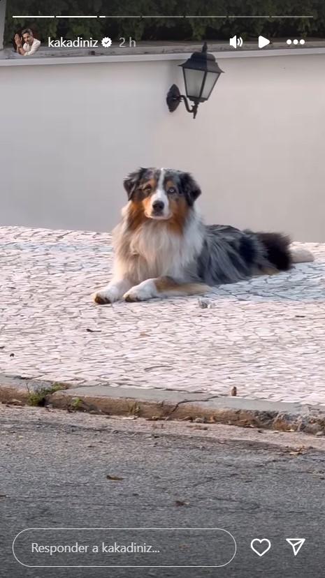 Kaká Diniz mostra cachorro da família - Reprodução / Instagram