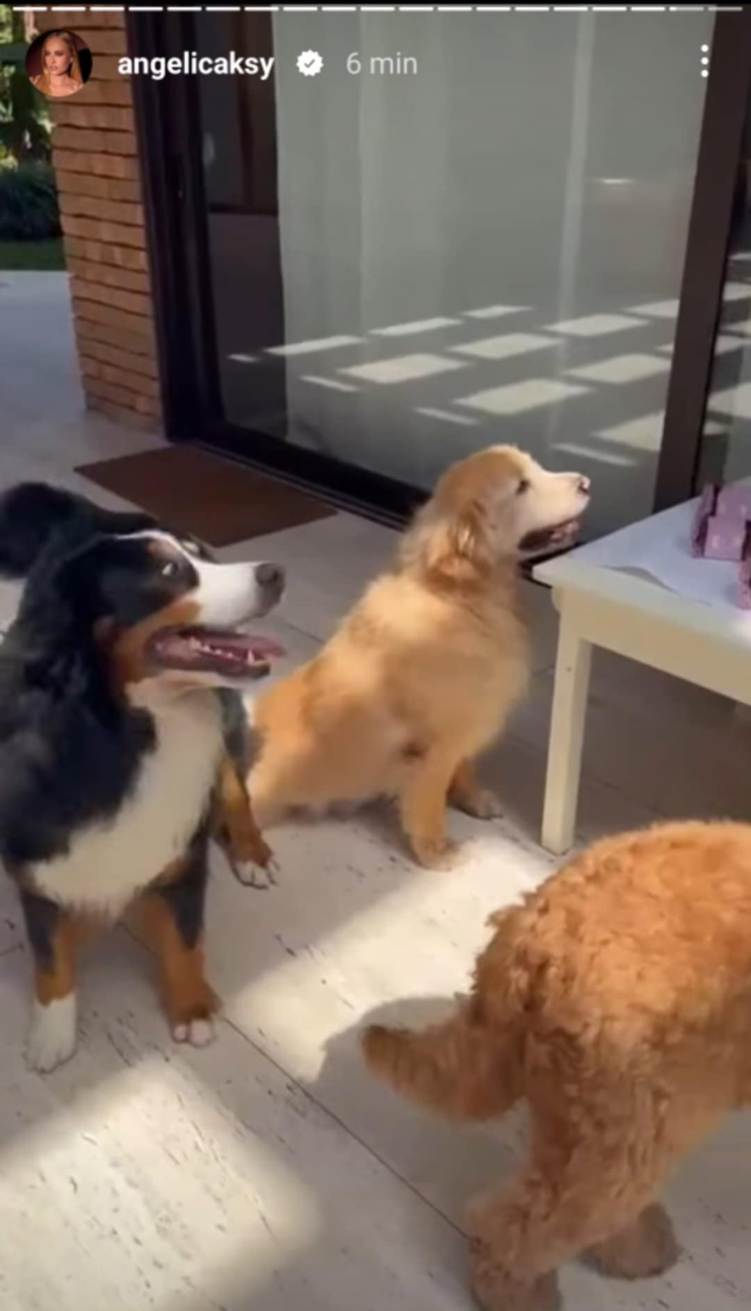 Angélica faz aniversário para sua cachorra