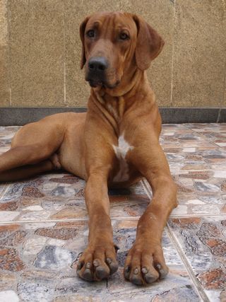 Meu cachorro Simba, da raça Rodesian.