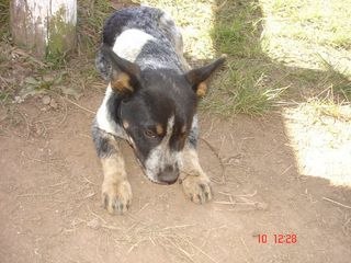 Cachorro no Haras em Águas de Lindóia.