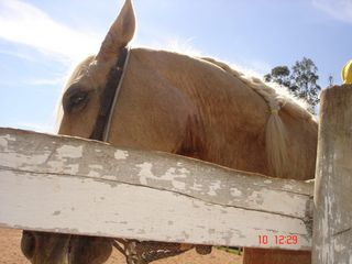 Cavalo de competição do Haras Rancho da Fronteira.