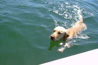 Meu Marley nadando em Angra dos Reis.