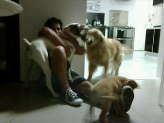 Bruno Gagliasso e seus cachorros