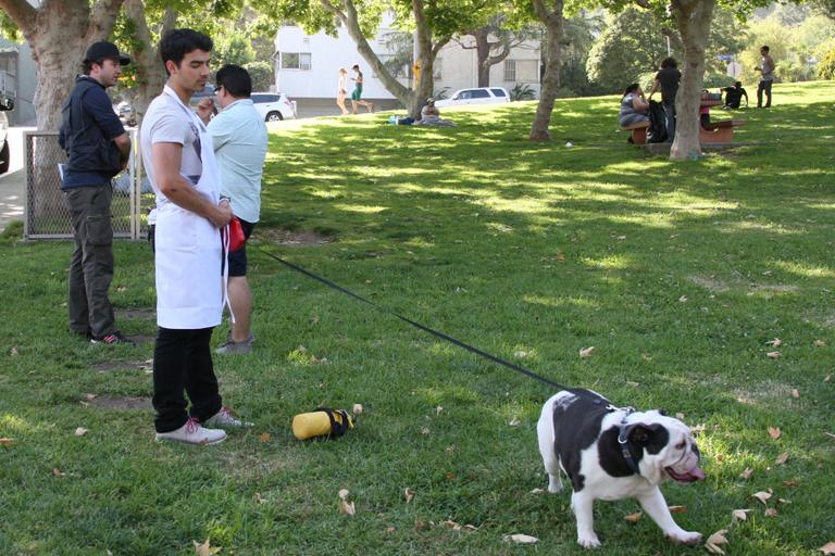 Joe Jonas brinca com cachorro durante evento escolar na cidade de Los Angeles