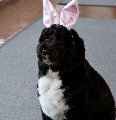 Bo, cachorrinho da família Obama