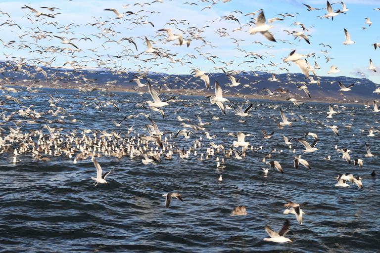 Revoada de gaivotras no Canal de Beagle 