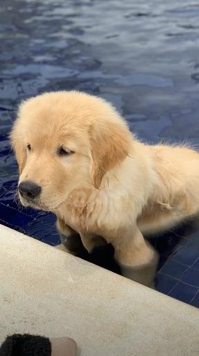 Ana Hickmann curte piscina gigante com Alexandre e o cachorrinho