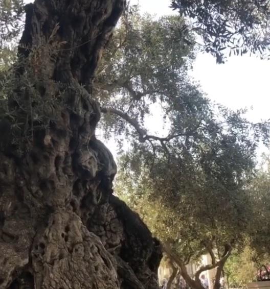 Luana Piovani no Monte das Oliveiras, em Jerusalém