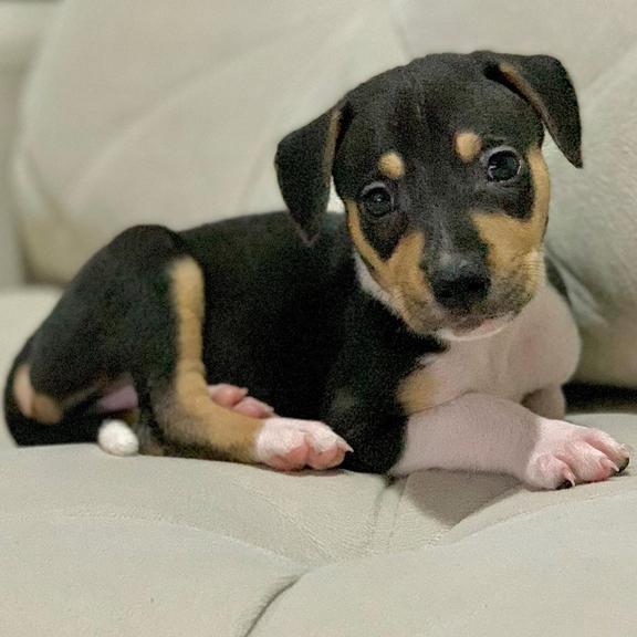 Bartô, cachorrinho de Maria Maya e Laryssa Ayres