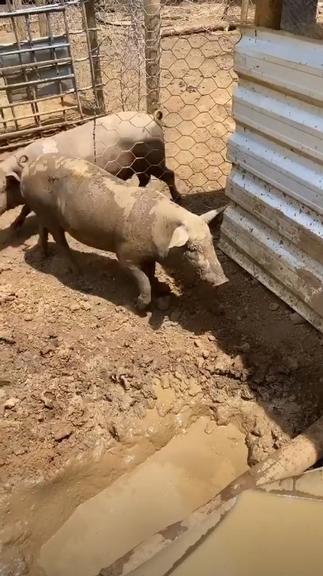 Gusttavo Lima se muda para fazenda gigante em Goiás 