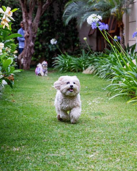 Cachorrinhos de Graciele Lacerda e Zezé Di Camargo