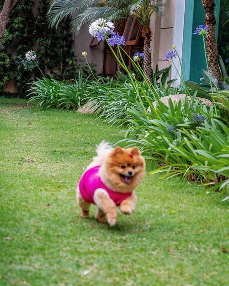 Cachorrinhos de Graciele Lacerda e Zezé Di Camargo