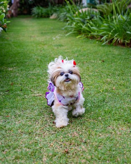 Cachorrinhos de Graciele Lacerda e Zezé Di Camargo