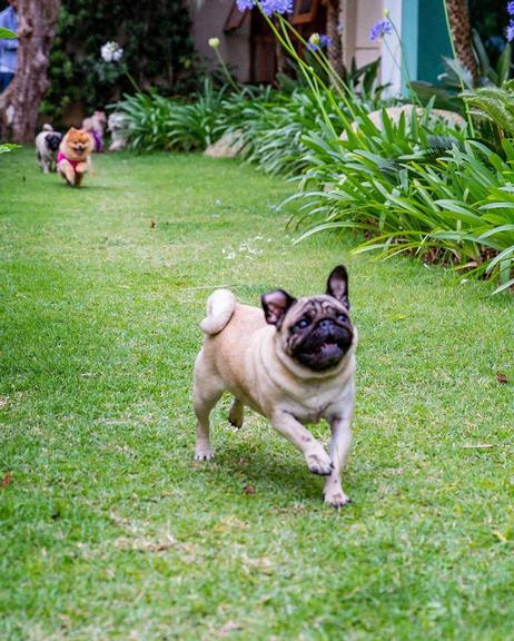 Cachorrinhos de Graciele Lacerda e Zezé Di Camargo