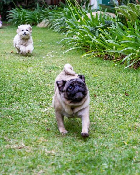 Cachorrinhos de Graciele Lacerda e Zezé Di Camargo