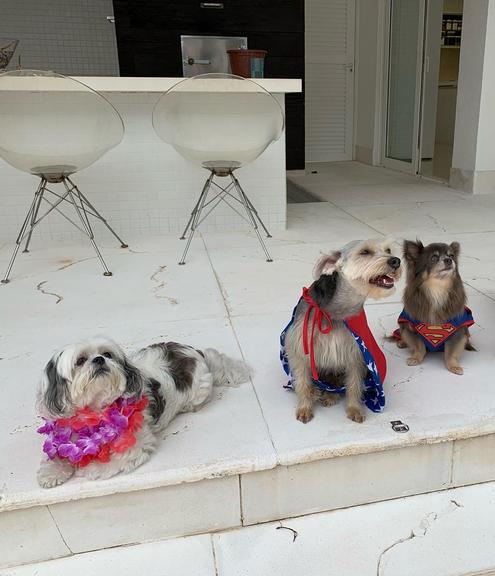 Ana Hickmann abre álbum de fotos do filho e dos cachorros fantasiados para o Carnaval